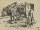 Krsto Hegedušić, Horse at Refreshment, 1950., black chalk on paper