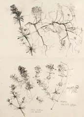 Ștefan Bertalan, Galium Silvaticum, 1982, tuș pe hârtie