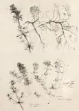 Ștefan Bertalan, Galium Silvaticum, 1982, tuș pe hârtie