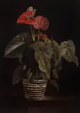 Mihai Mureșan, Anthurium