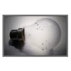 Mircea Cantor, Which Light Kills You, 2005-2008, lightbox
