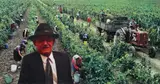 Ion Bîrlădeanu, Culesul viei (Autoportret)
