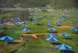 Christo, The Umbrellas, Ibaraki, Japan