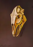 Atanas Yaranov, Skull