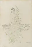 Ivan Lacković Croata, The Young Man Announces Spring