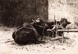 Theodor Aman, Buffles de la Roumanie, acvaforte și gravură cu acul