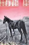 Paul Baraka Marat, Romanian Texas