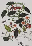 Passiflore by Salvador Dalí, cromolitografie, sold Jan 2024