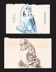 Sam Mitchell, Budgies, ink, wash and watercolour on paper, diptych