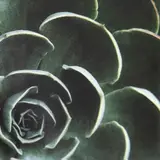 Tom Reese, Cactus No. 1, colour photograph, 6/250