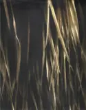 Tom Reese, Grass No. 1, colour photograph, 2/100