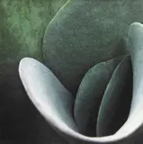 Tom Reese, Untitled (Cactus Series), photograph, 2/250
