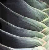 Tom Reese, Untitled (Cactus Series), type C print, 2/250