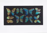 Sally Tagg, Morpho Macropiper, colour print, 9/10