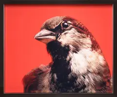 Michael Parekōwhai, Ed Brown (from the Beverly Hills Gun Club), type C prints, edition of 10 (2000)