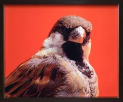 Michael Parekōwhai, Pat Covert (from the Beverly Hills Gun Club), type C prints, edition of 10 (2000)