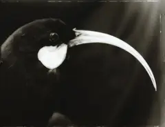Fiona Pardington, Portrait of a Female Huia, gelatin silver handprint, edition of 5 (2004)