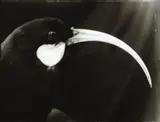 Fiona Pardington, Portrait of a Female Huia, gelatin silver handprint, edition of 5 (2004)