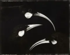 Fiona Pardington, Huia Love Triangle, gelatin silver handprint, edition of 5 (2006)