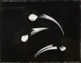 Fiona Pardington, Huia Love Triangle, gelatin silver handprint, edition of 5 (2006)