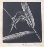 Ernest Mervyn Taylor, Native Orchid, woodblock engraving