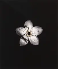 Roberta Thornley, Forget-me-not (Bruised), archival pigment ink photograph on Hahnemühle Photo Rag