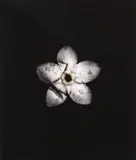 Roberta Thornley, Forget-me-not (Bruised)