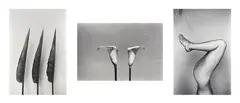 Peter Peryer, The Alphabet Series (Leaves, Lillies, Legs), gelatin silver prints, triptych