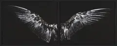 Fiona Pardington, Silver Winged Gull (below), Hunter, pigment inks on Hahnemuhle paper, A/P