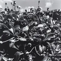 Peter Peryer, Marlborough Daisy, gelatin silver print