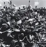 Peter Peryer, Marlborough Daisy