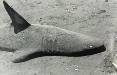 Peter Peryer, Sand Shark, gelatin silver print