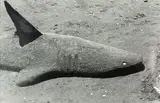 Peter Peryer, Sand Shark, gelatin silver print