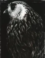 Fiona Pardington, Whakau, Laughing Owl, Av5736, Otago Museum, type C print