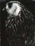 Fiona Pardington, Whakau, Laughing Owl, Av5736, Otago Museum, type C print