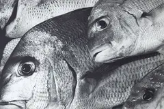 Peter Peryer, Snapper, gelatin silver print