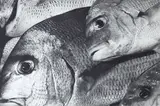 Peter Peryer, Snapper