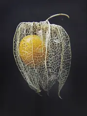 Peter Peryer, Veil, type C print, 2012, edition of 15
