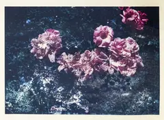 Derek Henderson, Untitled, type C print