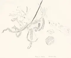 Joanna Paul, Fern and Stone, Okarito, graphite on paper