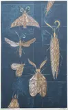 Eileen Mayo, Moths on the Window, screenprint, 25/35