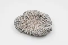 Small Sea Secret by Len Castle, white earthenware, unglazed textured surface washed with red pigment, sold Feb 2026