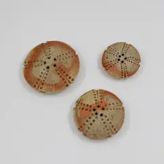 Three small echinoderms (sedge pots) by Chester Nealie, wood fired stoneware, sold Feb 2026