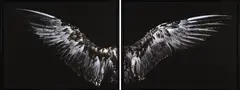 Silver Winged Gull (below), Hunter by Fiona Pardington, pigment inks on Hahnemuhle paper, A/P, sold Nov 2025
