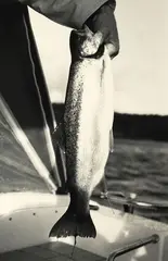 Trout, Lake Taupo by Peter Peryer, gelatin silver print, sold Oct 2025
