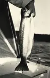 Peter Peryer, Trout, Lake Taupo