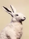 Peter Peryer, European Hare, type C print, 1/10