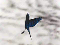 Shane Cotton, Blue/Black III, acrylic on paper