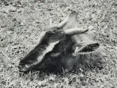 Peter Peryer, Goat Head, gelatin silver print, 1/10