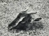 Peter Peryer, Goat Head, gelatin silver print, 1/10